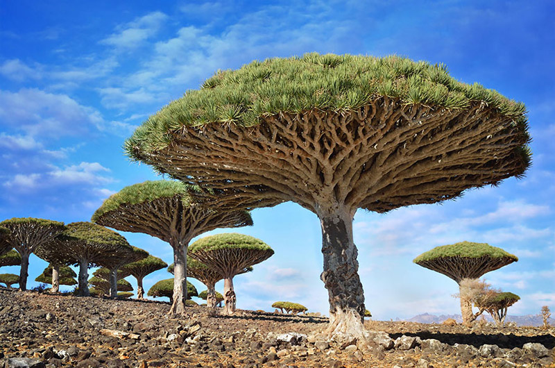 สุดยอด ต้นไม้ใหญ่ จากทั่วโลก Dragonblood-Trees-Yemen