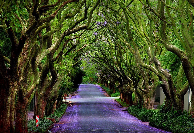 Jacaranda Tree Alley (สหรัฐฯ)