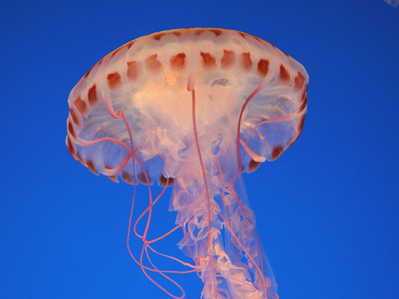 Jellyfish beautiful
