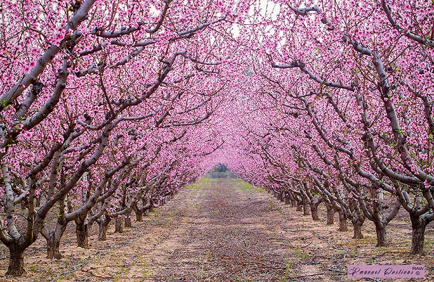 Path Under Blooming Trees In Spring