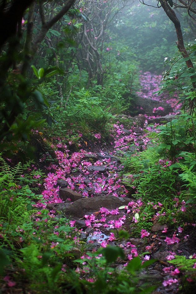 Rhododendron Laden Path
