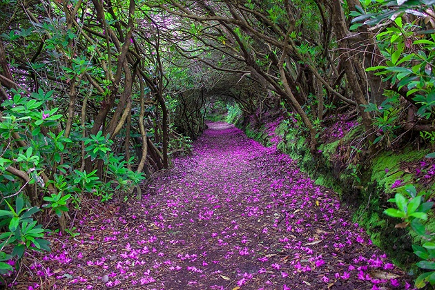 Rhododendron Tunnel in Reenagross Park