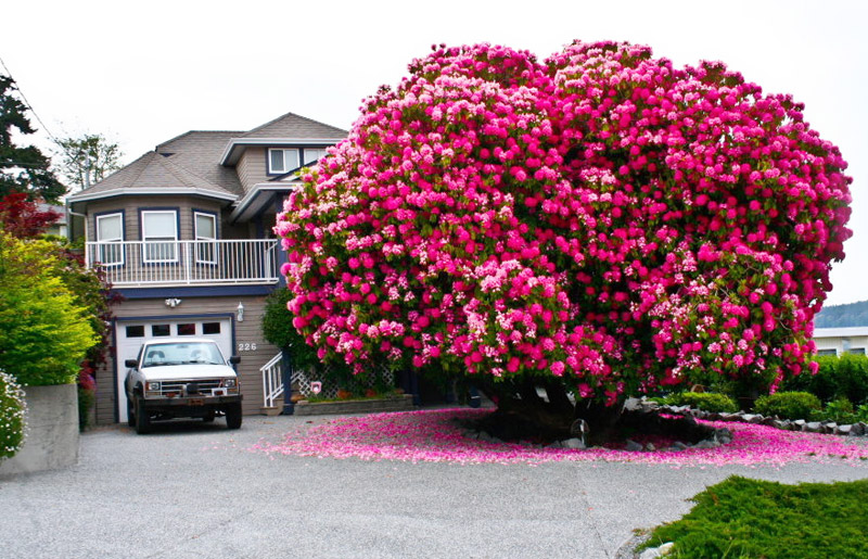 Rhododendron “Tree” In Canada