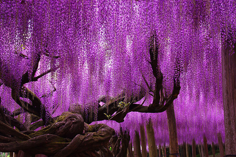 144-Year-Old Wisteria In Japan