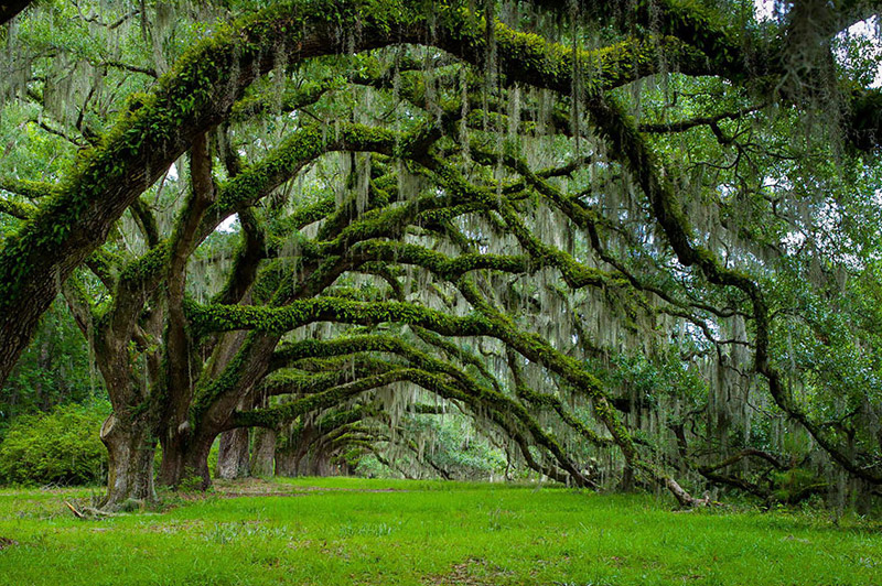 Avenue Of Oaks At Dixie Plantation In South Carolina