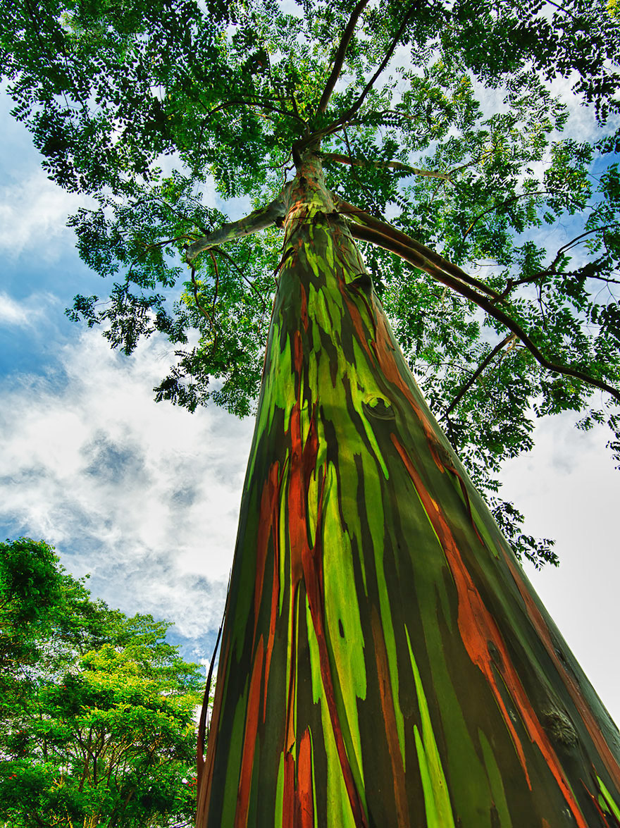 Rainbow Eucalyptus In Kauai, Hawaii