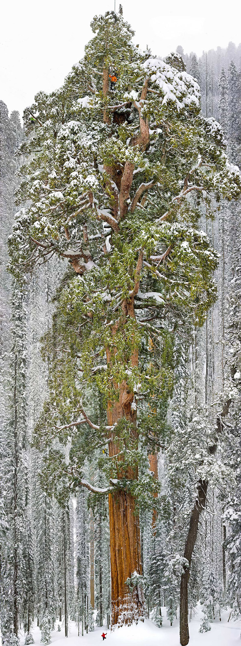 The President, Third-Largest Giant Sequoia Tree In The World, California