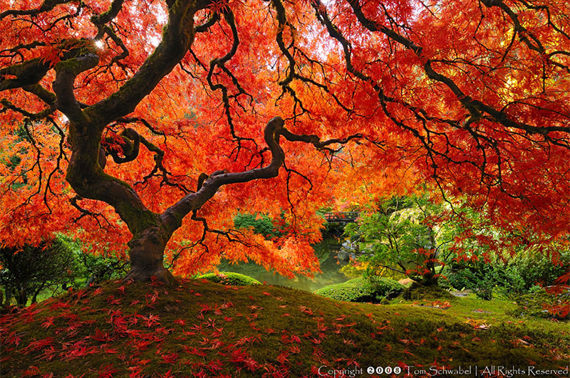 Beautiful Japanese Maple In Portland, Oregon