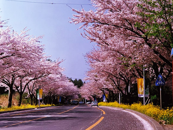 เทศกาลดอกซากุระ (Jeju King Cherry Blossoms Festival)