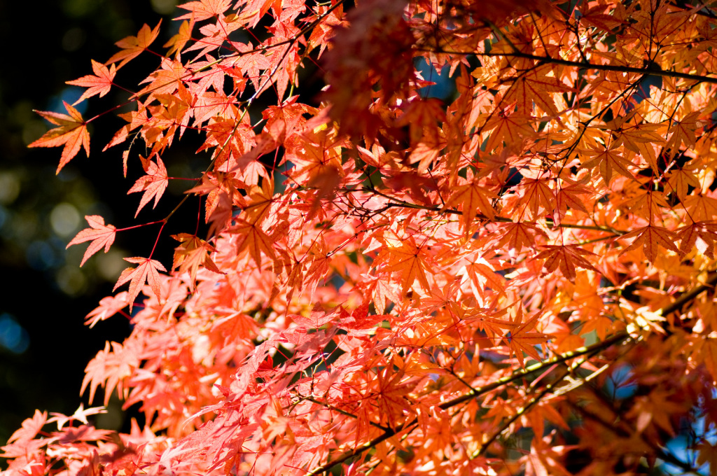 ใบไม้แดงในสวน Rikugien by 工藤隆蔵