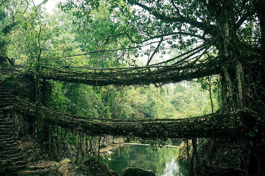 Root Bridge In India