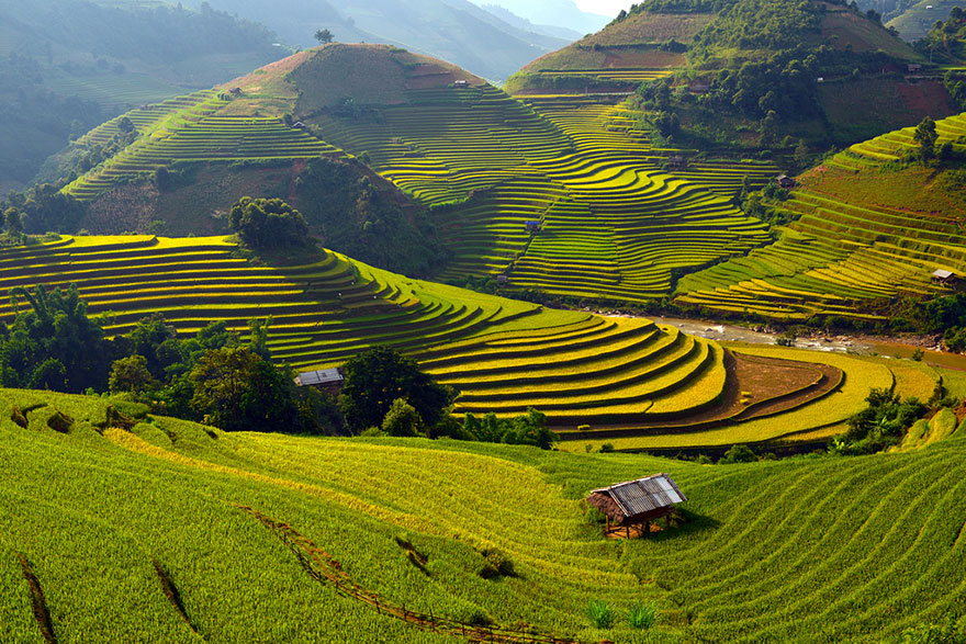 Rice Terrace Fields in Mu Cang Chai, Vietnam 2