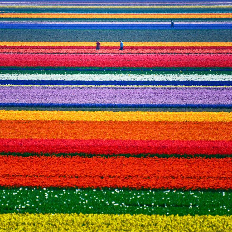 Colorful Tulip Fields, The Netherlands 1
