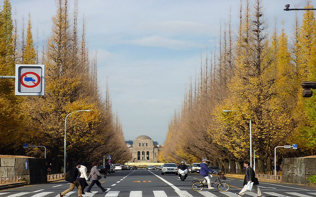 สุดยอดสถานที่ชมใบไม้เปลี่ยนสีในโตเกียว ที่ใครๆ ก็ไปเที่ยวได้ง่ายๆ Icho-Namiki ถนนอิโชนามิกิ