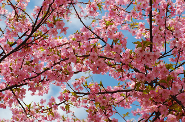 ชมดอกซากุระในฤดูใบไม้ผลิของญี่ปุ่น