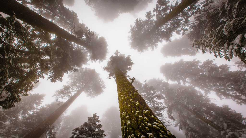 Sequoia 