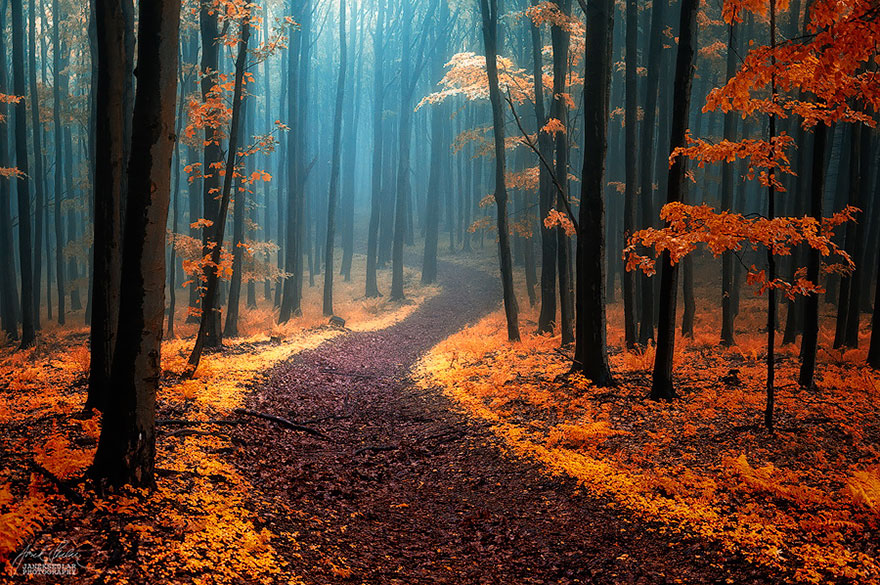 beautiful-mysterious-forests-11__880