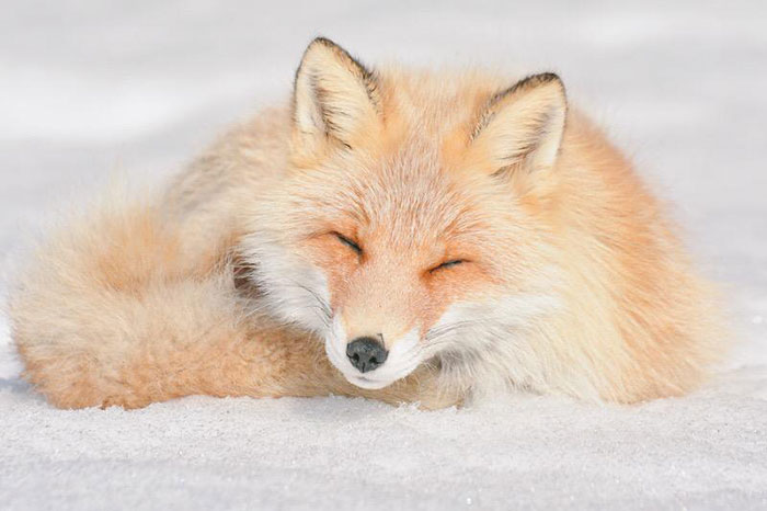 Hokkaido red fox