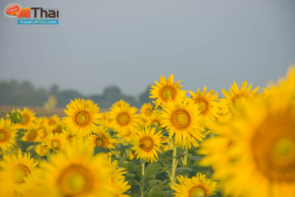 sunflowers_field_lopburi11