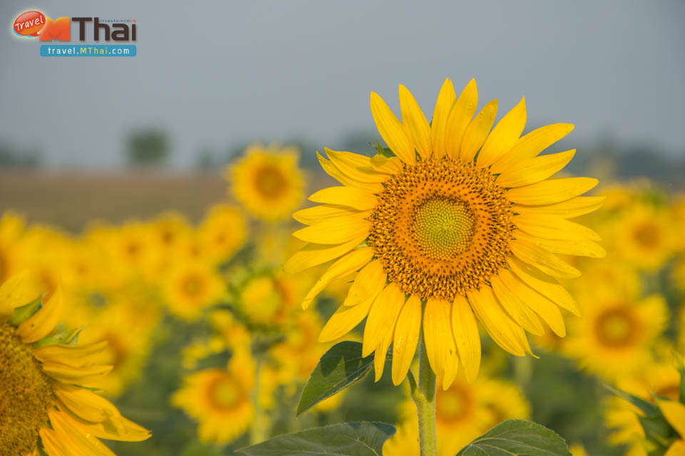 sunflowers_field_lopburi13