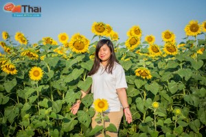 sunflowers_field_lopburi14