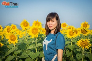 sunflowers_field_lopburi16