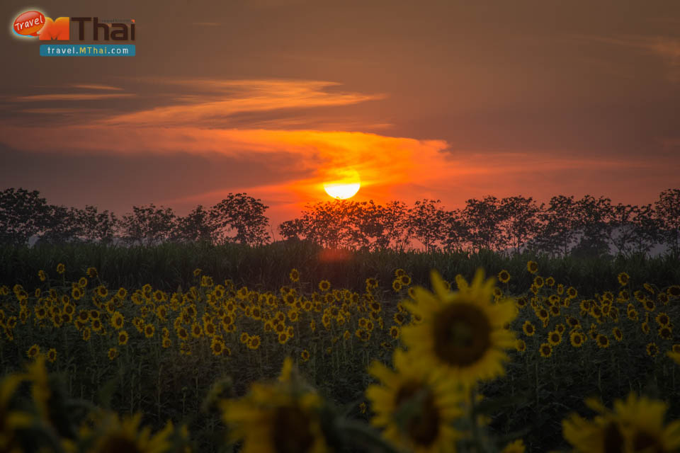 sunflowers_field_lopburi26