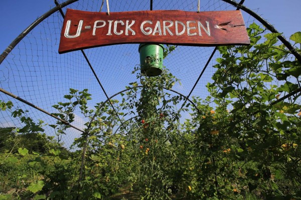 แปลงผักปลอดสาร U-Pick Garden