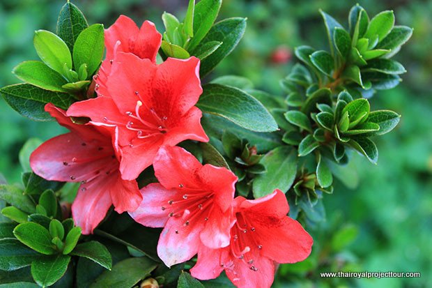 Rhododendron ดอกไม้สวย โครงการหลวง อินทนนท์
