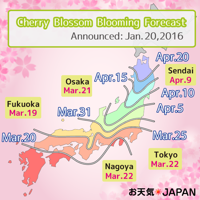 เช็คตาราง! เทศกาลชมดอกซากุระที่ญี่ปุ่น 2016