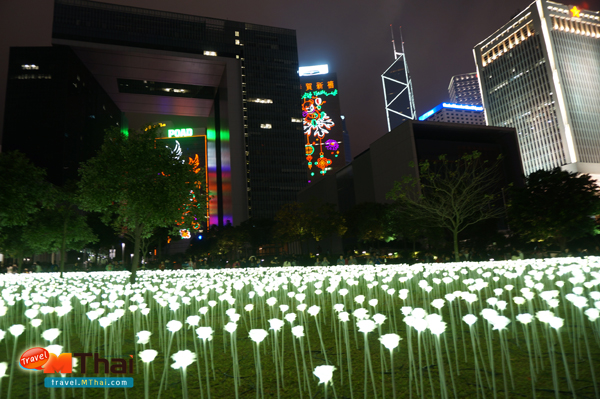 LED Rose hongkong 15
