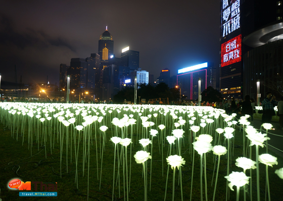 LED Rose hongkong 17