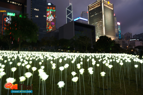LED Rose hongkong 9