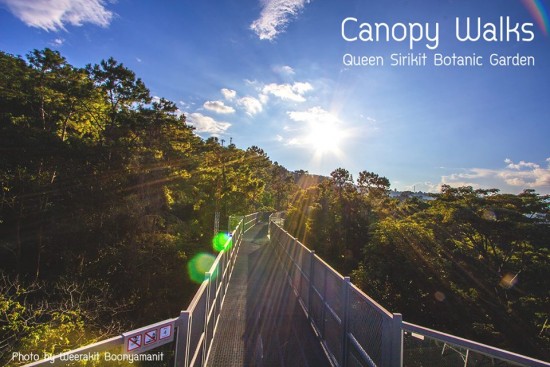 Canopy Walkway ทางเดินลอยฟ้าชมธรรมชาติ @แม่ริม เชียงใหม่