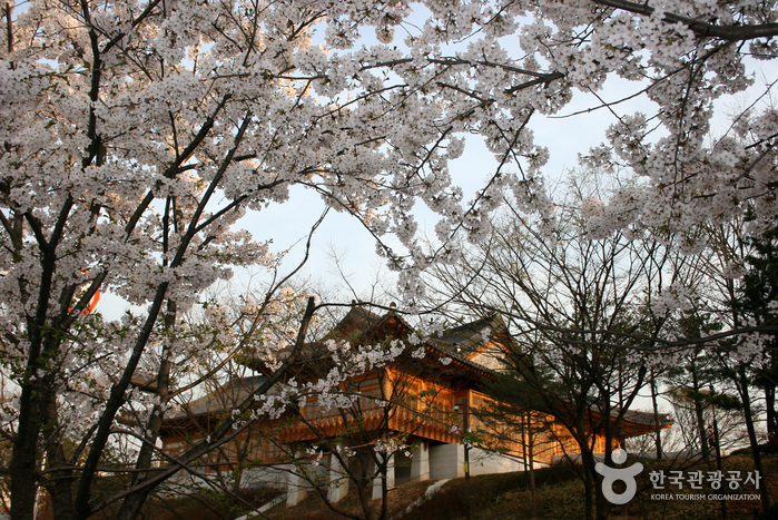 หนีร้อนไปเที่ยวเกาหลี ชม 'ดอกซากุระ' บานสะพรั่งกันเถอะ!