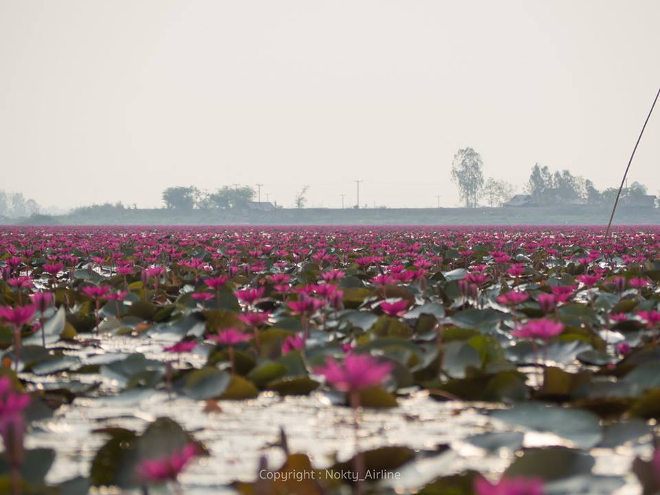 udonthani red lotus 13