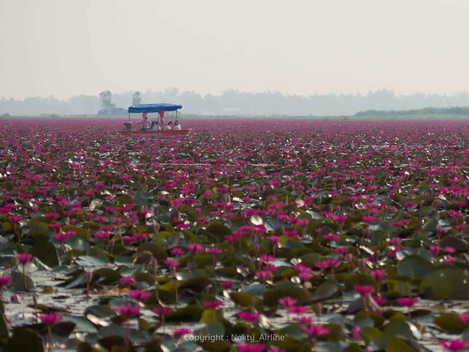 udonthani red lotus 15