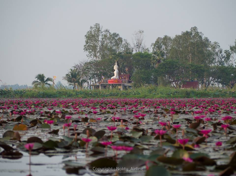 udonthani red lotus 5