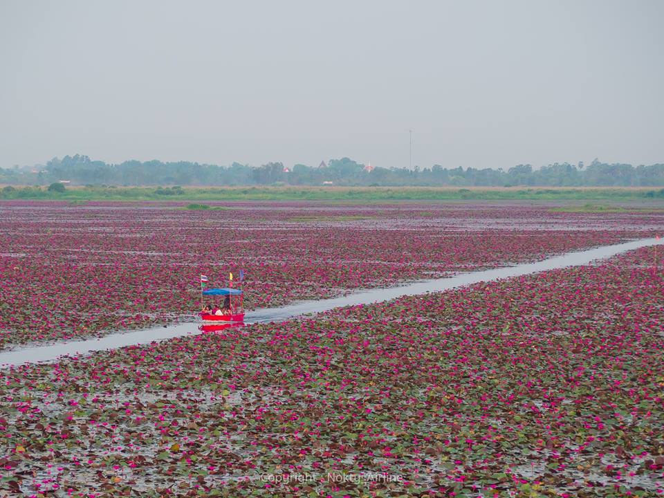 udonthani red lotus 6