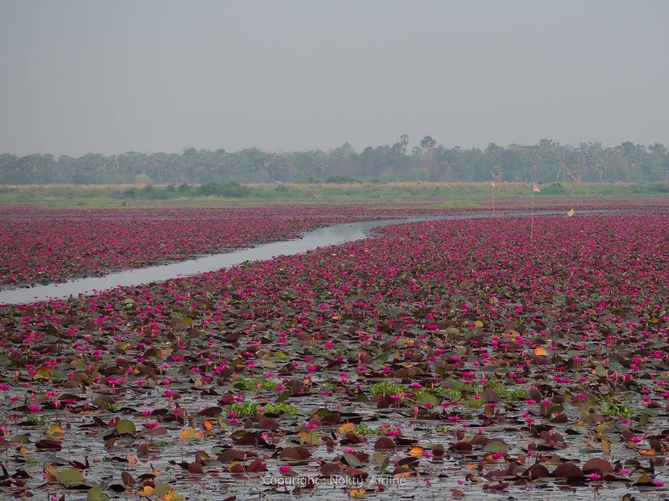 udonthani red lotus 8