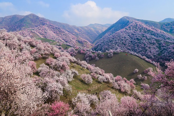 ชมความงาม! 13 ภาพดอกแอพริคอทบานสะพรั่งที่เมืองจีนblooming-apricot-valley-yili-china-1