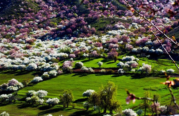 ชมความงาม! 13 ภาพดอกแอพริคอทบานสะพรั่งที่เมืองจีนblooming-apricot-valley-yili-china-18