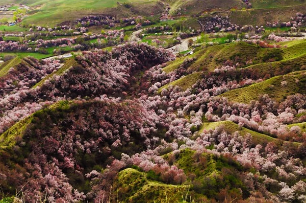 ชมความงาม! 13 ภาพดอกแอพริคอทบานสะพรั่งที่เมืองจีนblooming-apricot-valley-yili-china-21