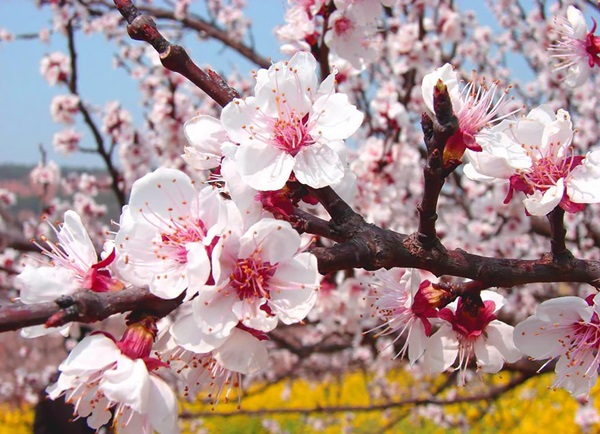 ชมความงาม! 13 ภาพดอกแอพริคอทบานสะพรั่งที่เมืองจีนblooming-apricot-valley-yili-china-28