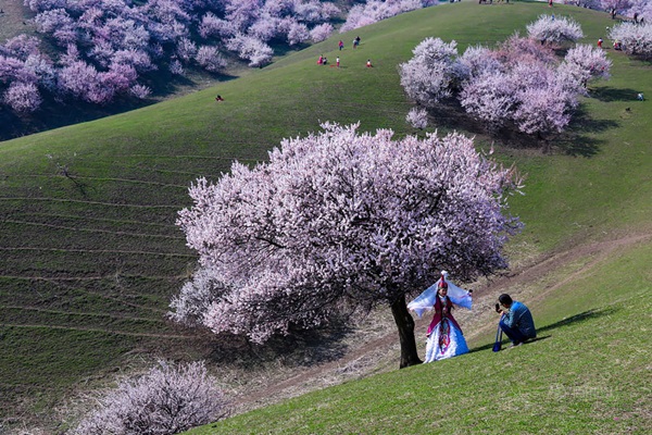 ชมความงาม! 13 ภาพดอกแอพริคอทบานสะพรั่งที่เมืองจีนblooming-apricot-valley-yili-china-3