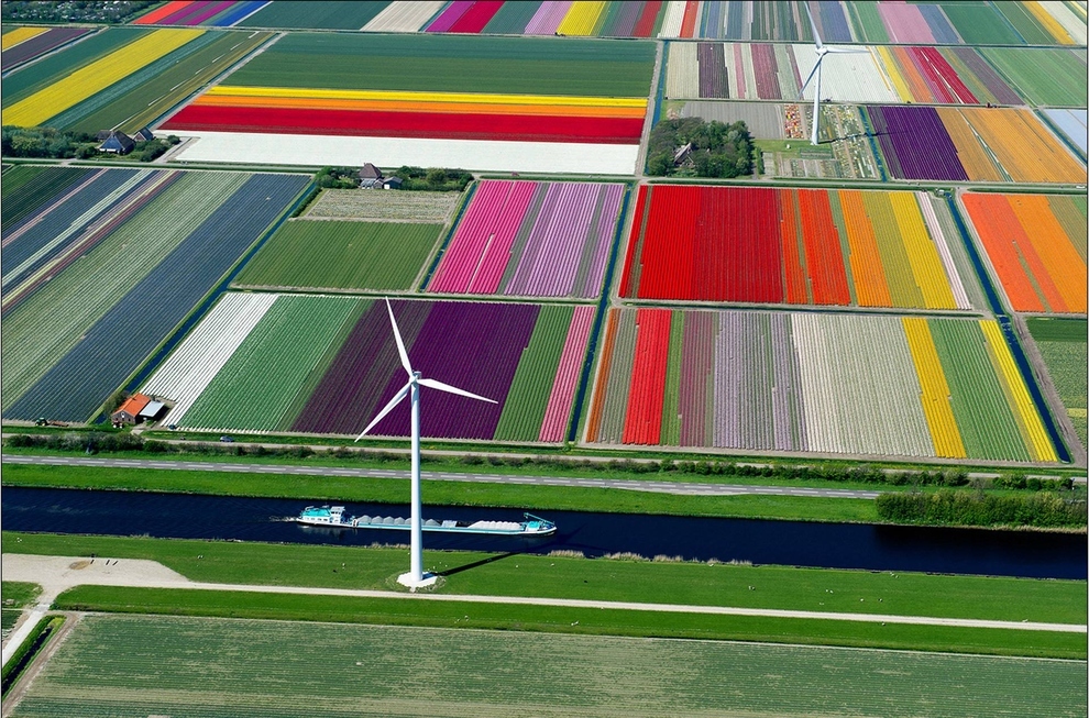 ผังเมือง Tulip Fields in Spoorbuurt, ฮอลแลนด์เหนือ (North Holland), เนเธอร์แลนด์ (Netherlands)