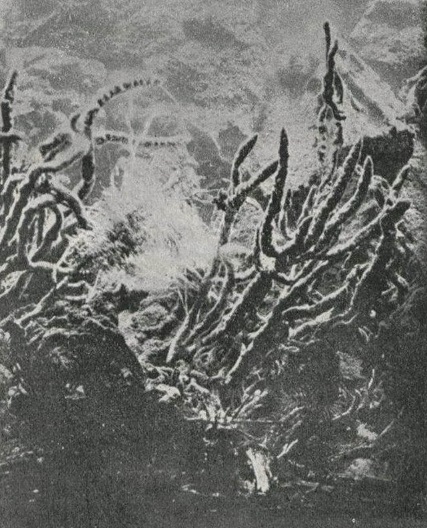 ภาพถ่ายใต้น้ำครั้งแรกของโลก