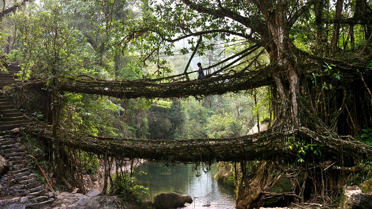 สะพานต้นไม้มีชีวิต ประเทศอินเดีย