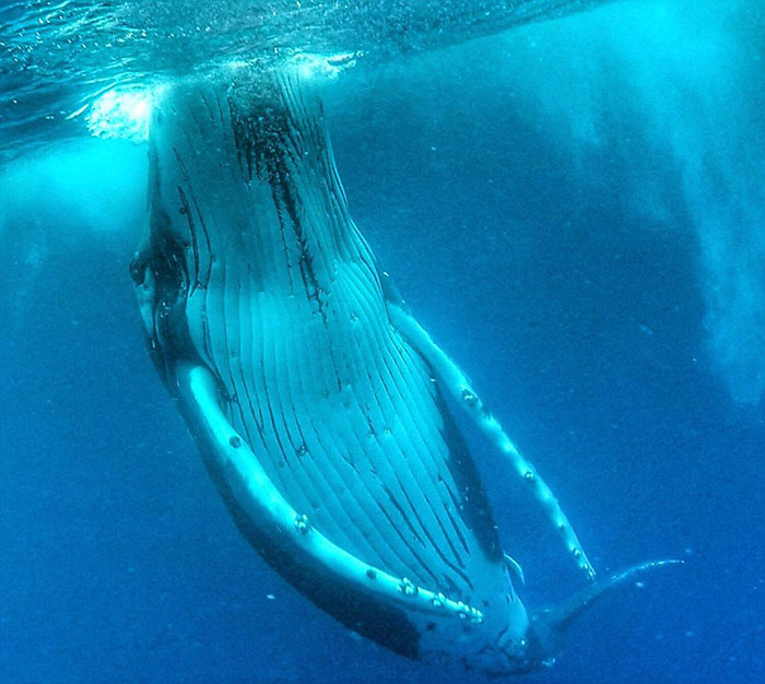 หนุ่มออสเตรเลีย วัย 24 ปี ถ่ายเซลฟี่กับวาฬกลางมหาสมุทร