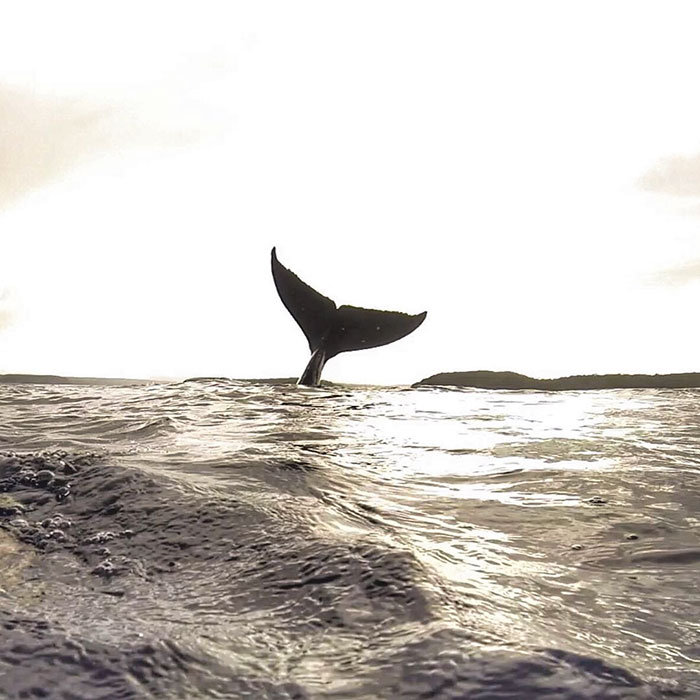 เซลฟี่กับวาฬกลางมหาสมุทร